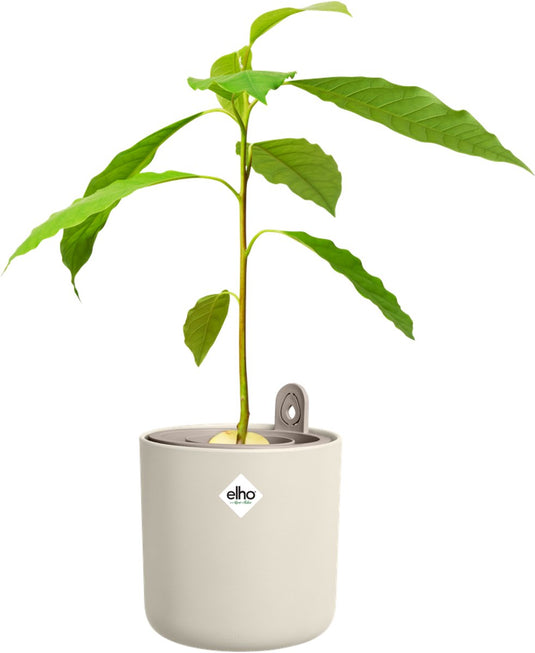Elho amazing avocado pot 12 - kweekpot voor binnen - 100% gerecycled plastic - ø 12 x h 12.1 cm - linen white