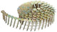 Dewalt accessoires [dnr] rolspijkers | 3.05-22 | g12 hot dip | gegalvaniseerd voor roofing - dnr3122hdz