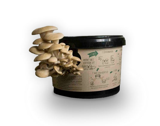 Fungi factory oesterzwammen kweken op koffiedik