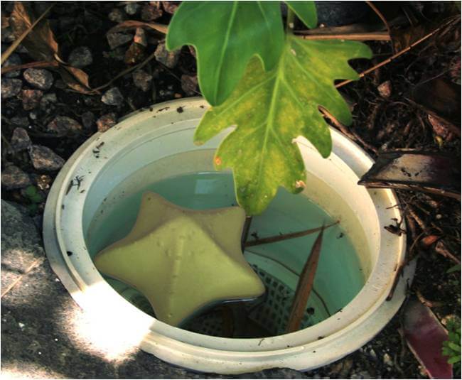 Load image into Gallery viewer, Comfortpool zeester reinigingssponzen
