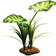 Komodo Broadleaf canopy